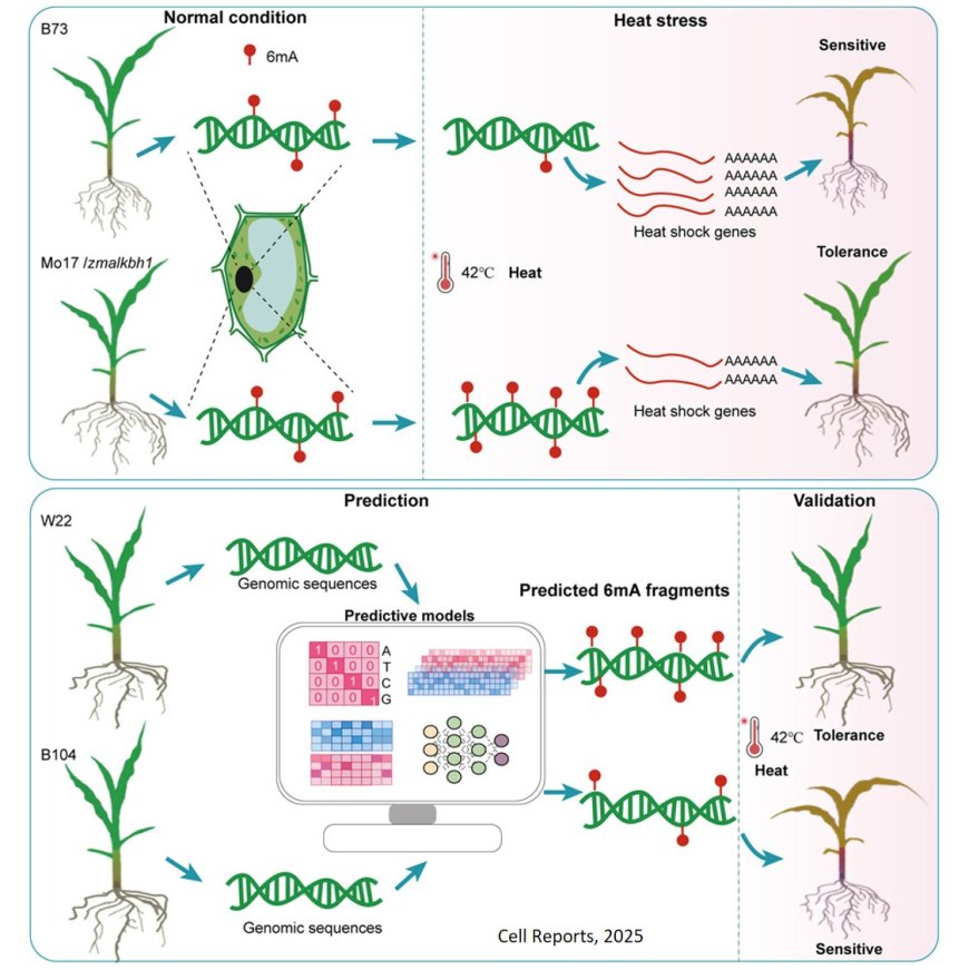 Heat stress responses mediated by N6- methyladenine DNA methylation in maize