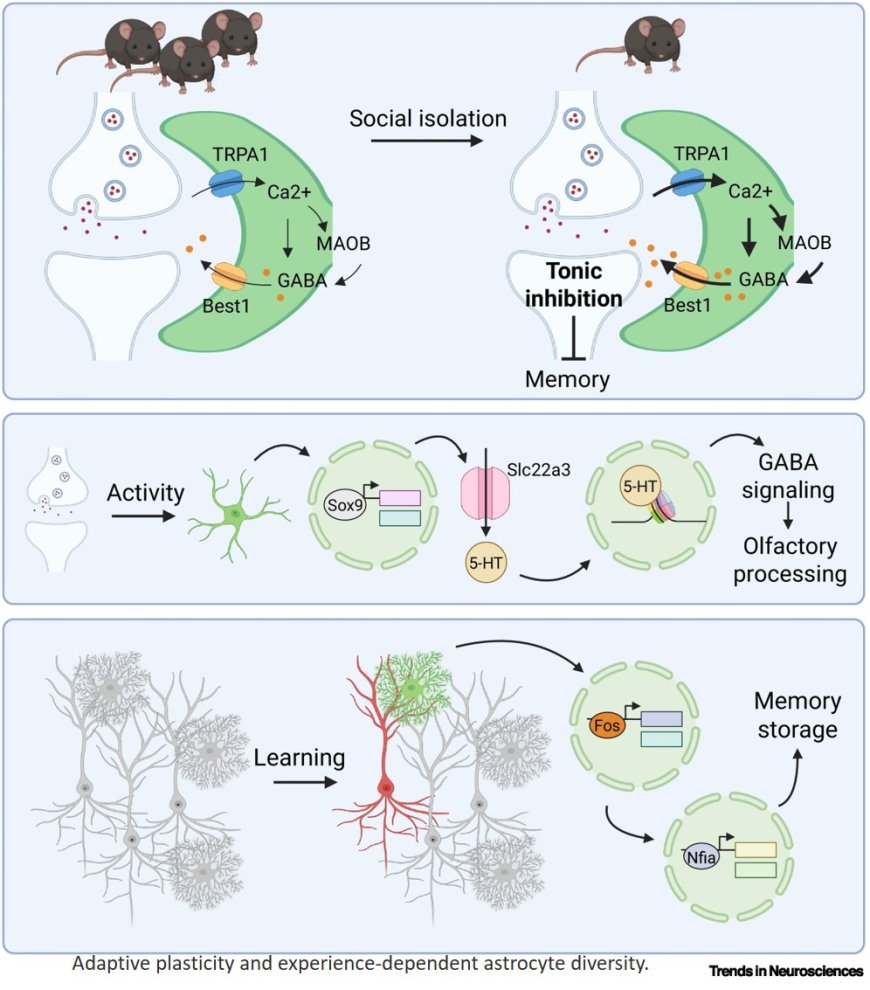 A functional perspective on astrocyte heterogeneity