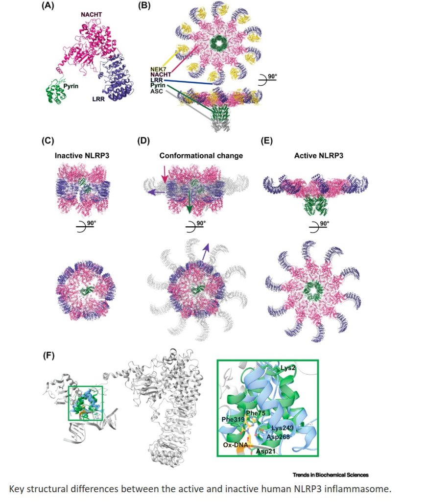 How interactions between oxidized DNA and the NLRP3 inflammasome fuel inflammatory disease