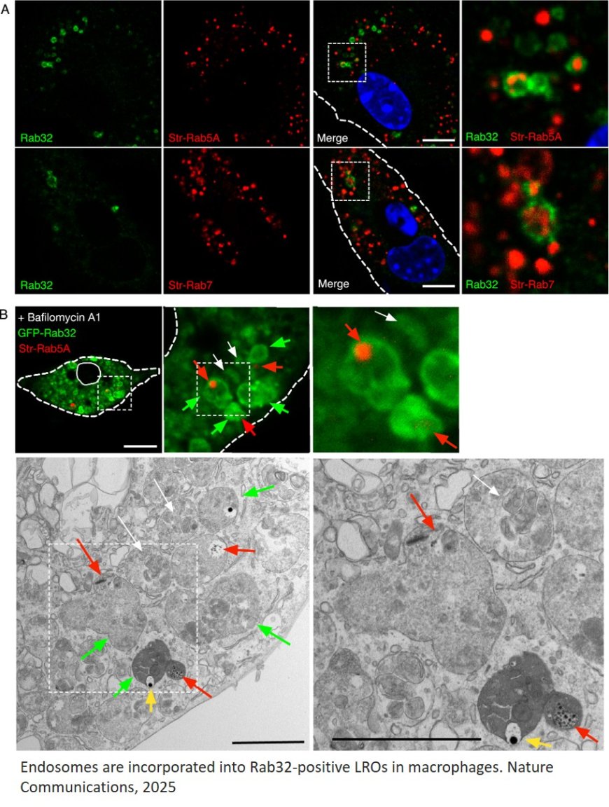 Evidence that mitochondria in macrophages are destroyed by microautophagy
