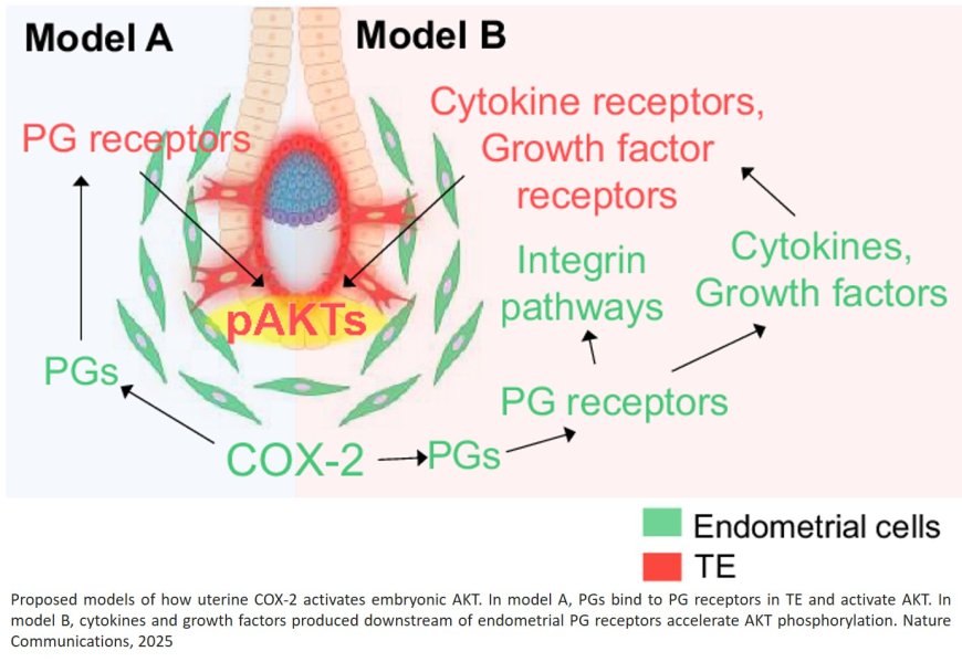 An ex vivo uterine system captures implantation, embryogenesis, and  trophoblast invasion via maternal- embryonic signaling