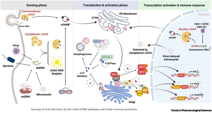 Viral evasion of cGAS-STING pathway: opportunities for intervention