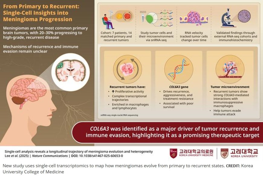Meningioma evolution and heterogeneity