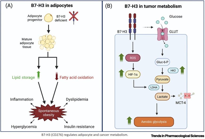 The B7-H3 (CD276) pathway