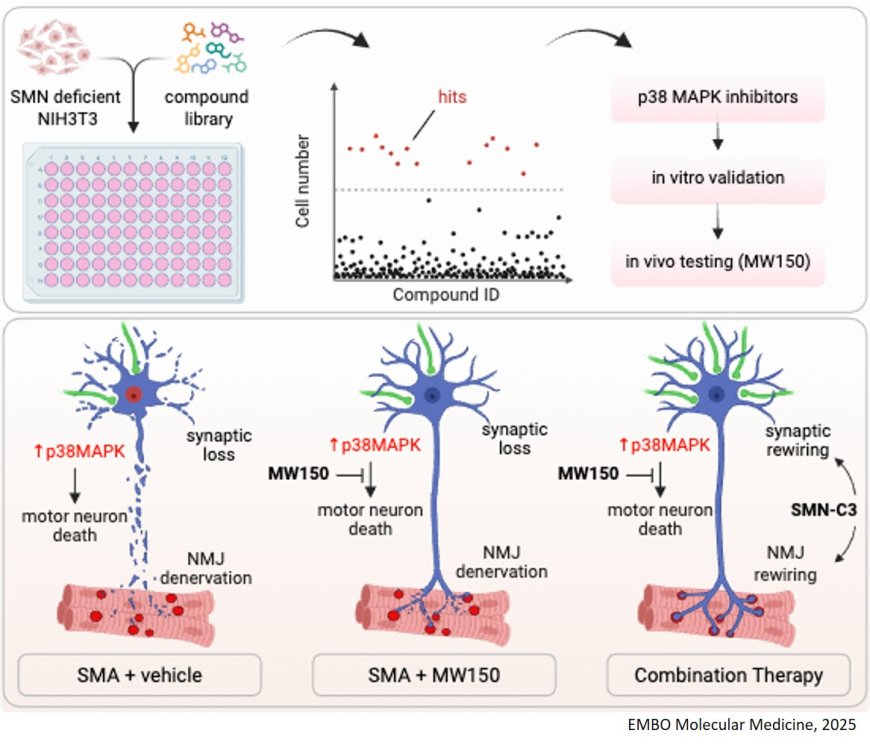 MAPK inhibition to protect against spinal muscular atrophy