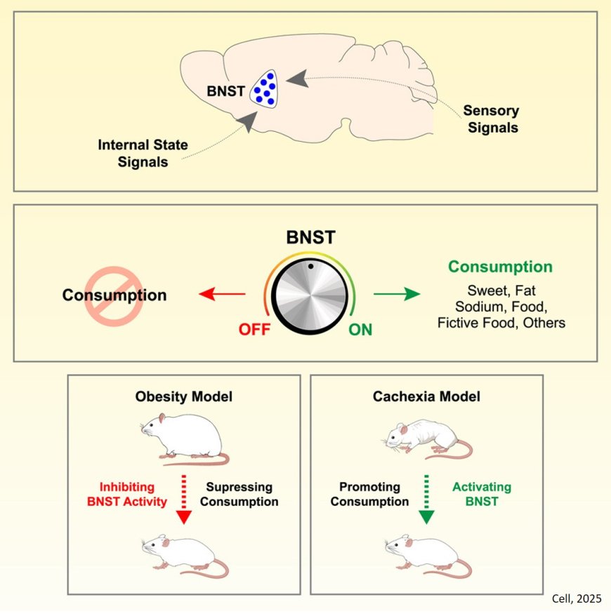A brain center that controls consummatory responses