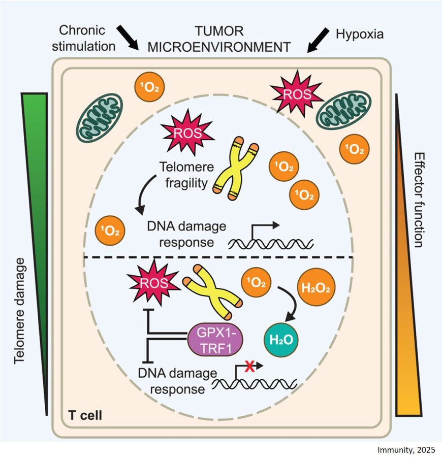 Healthy telomeres key for cancer-fighting T cells