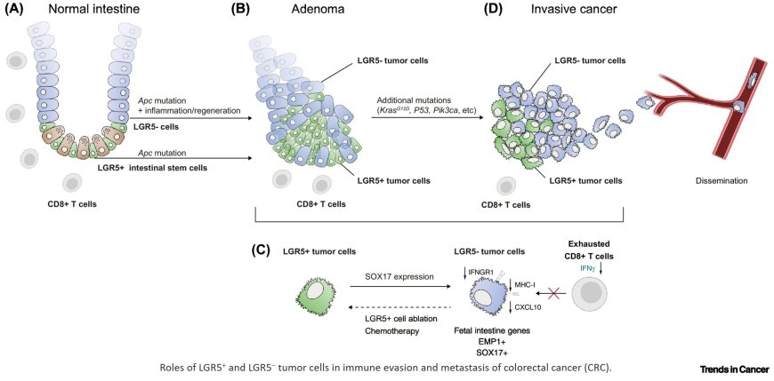Interplay between stem cells and the tumor microenvironment in early immune evasion in colorectal cancer