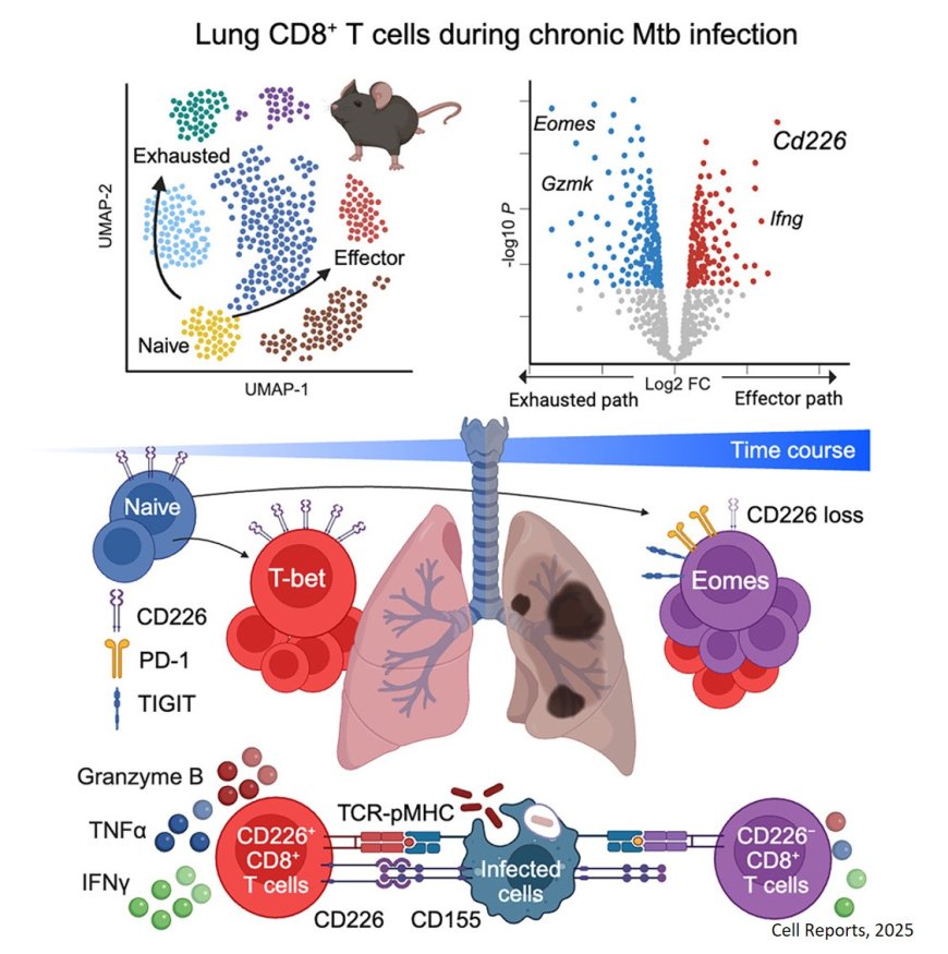 CD226 identifies effector CD8+ T cells during tuberculosis and costimulates recognition of Mycobacterium tuberculosis-infected macrophages