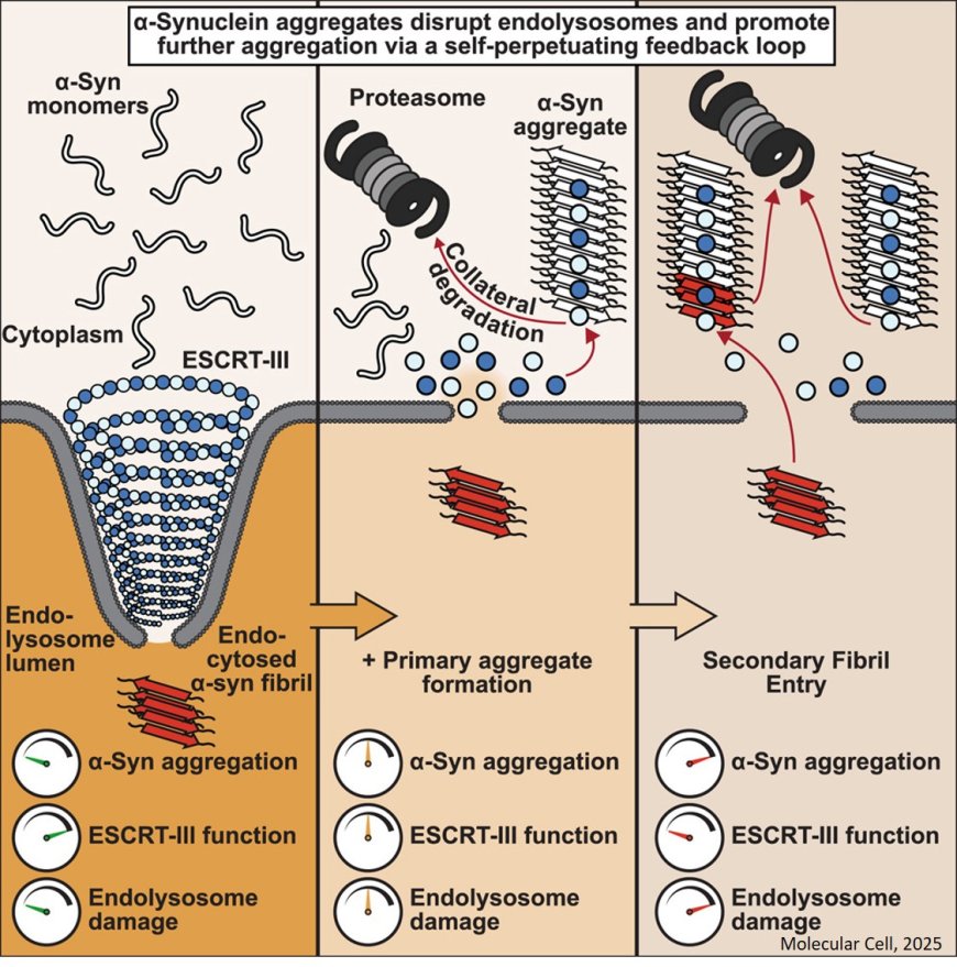α-Synuclein aggregates inhibit ESCRT-III through sequestration and collateral degradation