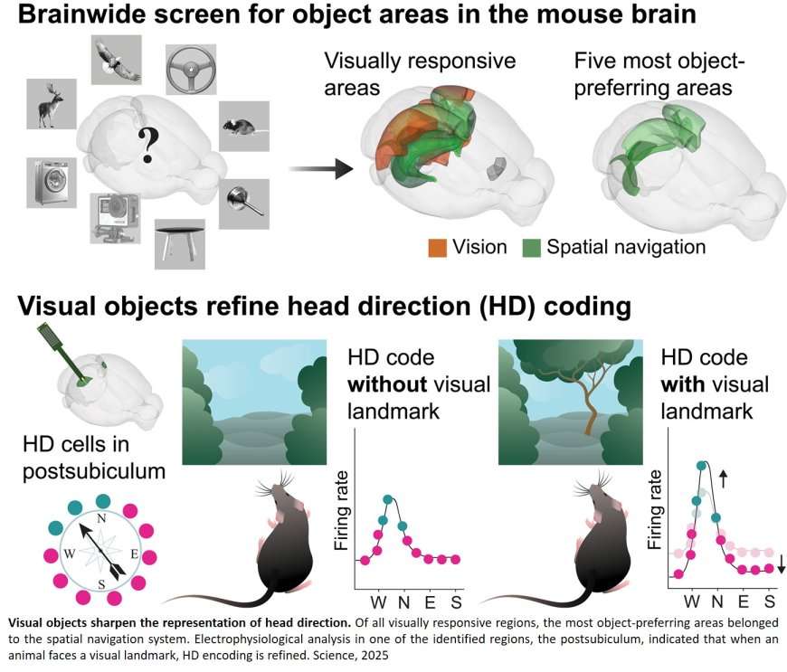 How the brain uses objects to find direction