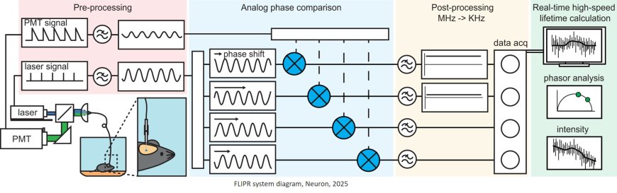 FLIPR to measure fast and slow neuronal signals