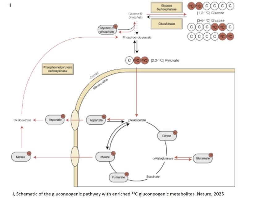 Amygdala–liver signalling links stress and type 2 diabetes