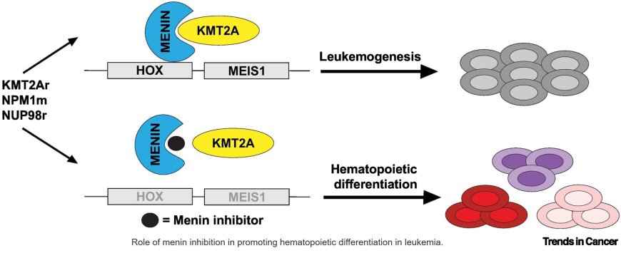 Menin inhibition in acute myeloid leukemia
