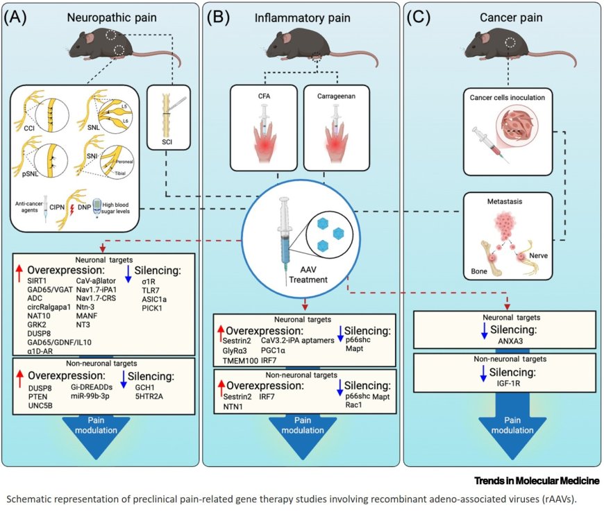 AAV vectors: an emerging strategy for chronic pain management