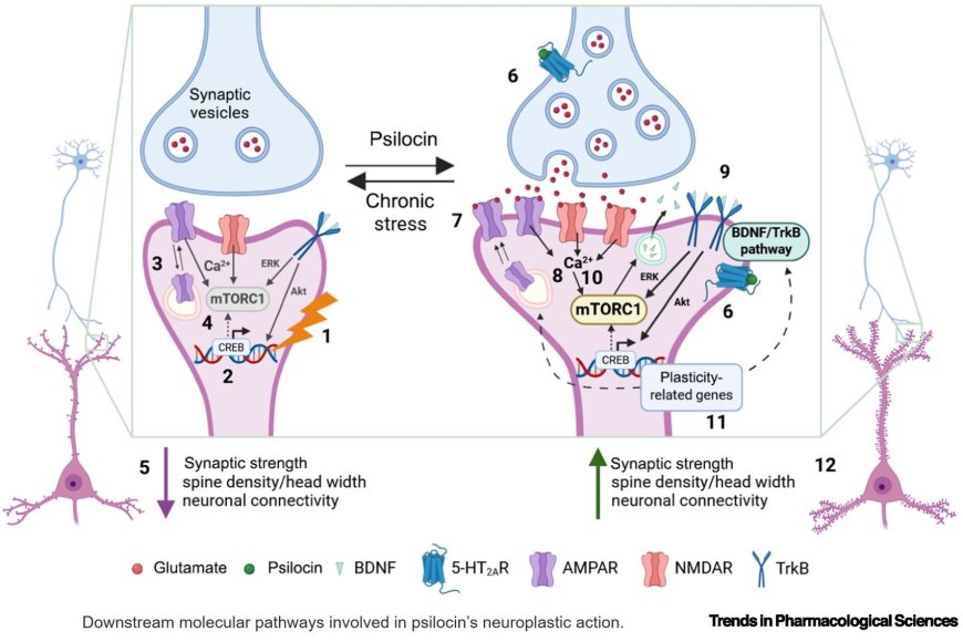 Psilocybin-induced neuroplasticity mechanisms