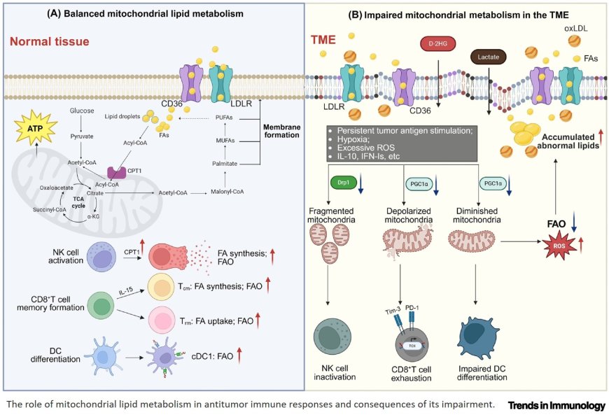 Mitochondrial lipid metabolism in tumor immunosurveillance and evasion