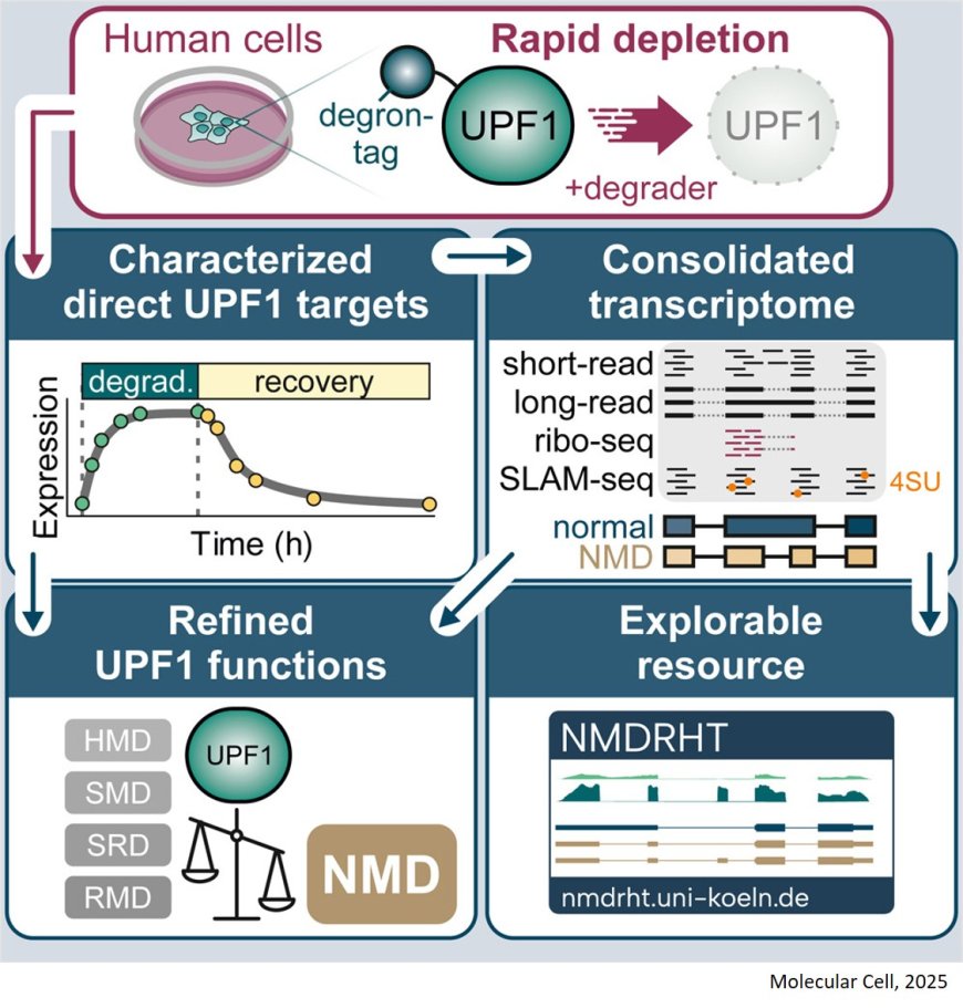 Rapid UPF1 depletion illuminates the temporal dynamics of the NMD-regulated human transcriptome