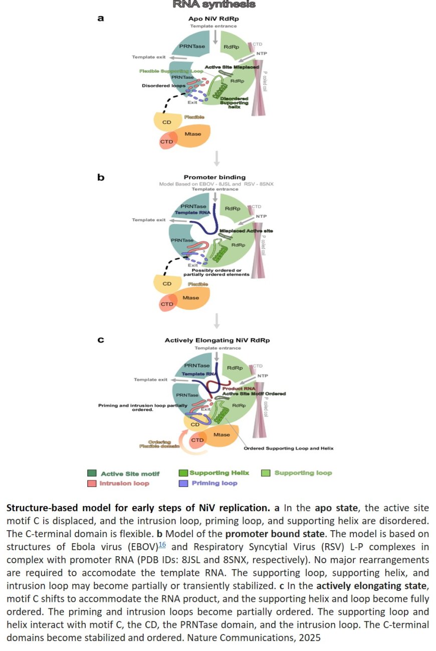 Structural basis of Nipah virus RNA synthesis