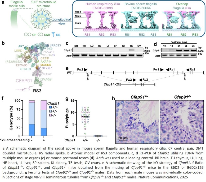 Proximity labeling of axonemal protein CFAP91 identifies EFCAB5 that regulates sperm motility