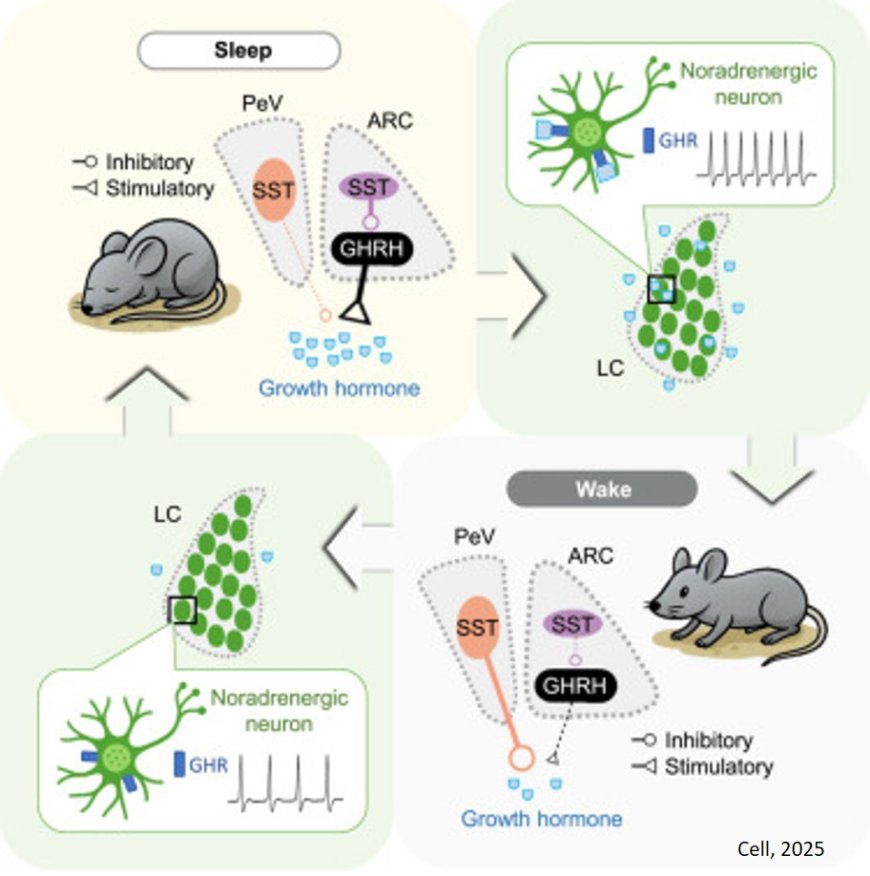 Neuroendocrine circuit for sleep-dependent growth hormone release
