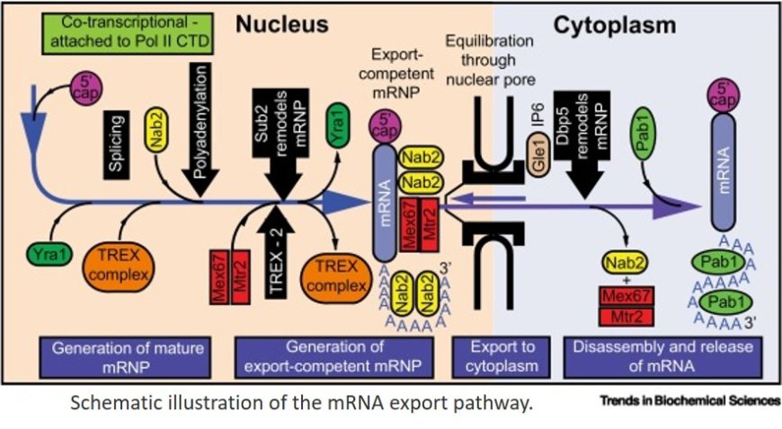From transcription to export: mRNA’s winding path to the cytoplasm