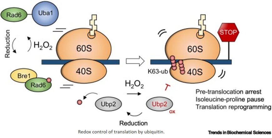 The ribosome ubiquitination code: fine-tuning translation under stress