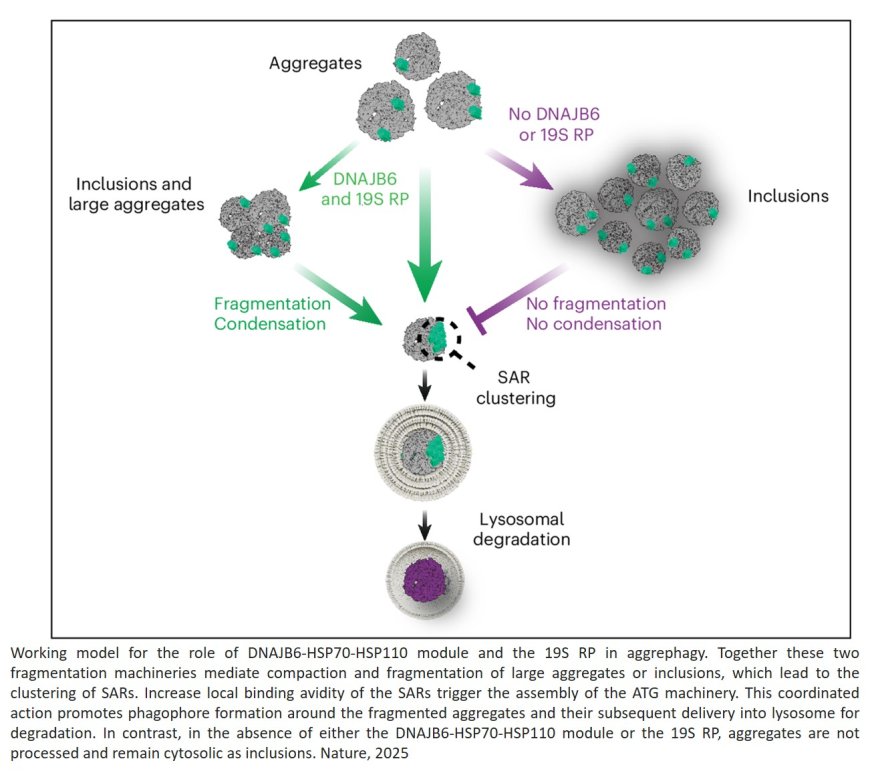 A chaperone-proteasome-based fragmentation machinery is essential for aggrephagy