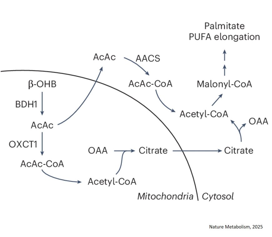 An alternative route for β-hydroxybutyrate metabolism supports cytosolic acetyl-CoA synthesis in cancer cells