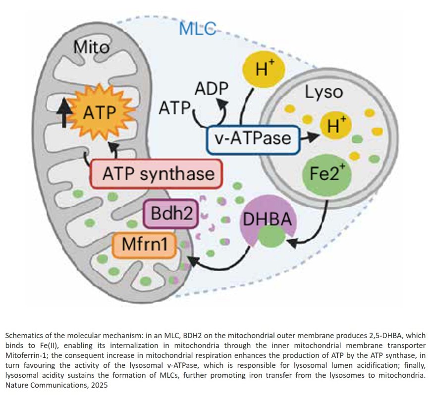 BDH2-driven lysosome-to-mitochondria iron transfer shapes ferroptosis vulnerability of the melanoma cell states