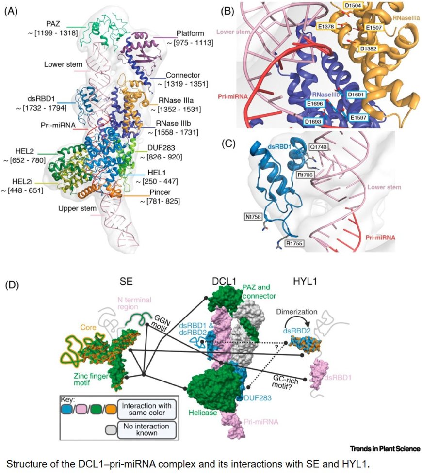 Form follows function – structural interplay between DCL1 and pri-miRNAs