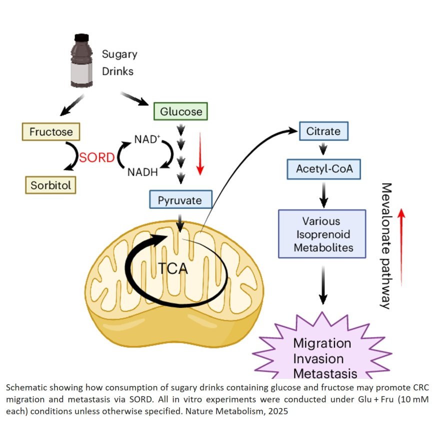 How sugary drinks enhance colorectal cancer metastasis