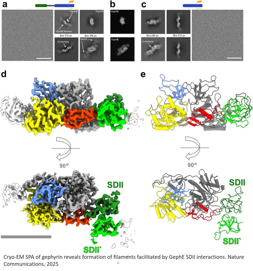 Gephyrin filaments represent the molecular basis of inhibitory postsynaptic densities