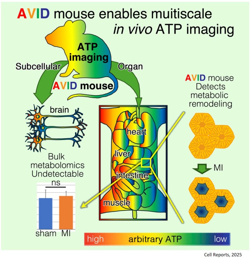 Real-time, multiscale ATP imaging in living mice