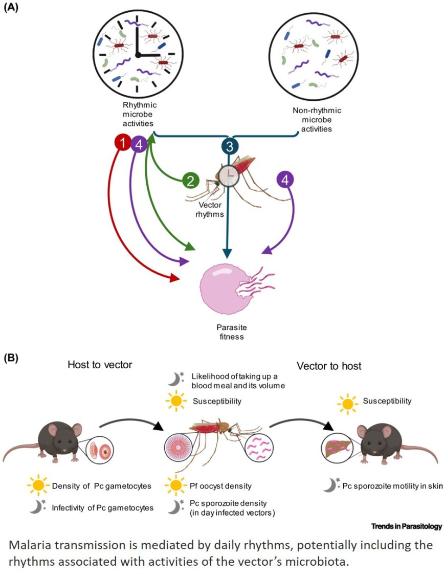Do microbes mediate rhythmic malaria parasite–mosquito vector interactions?