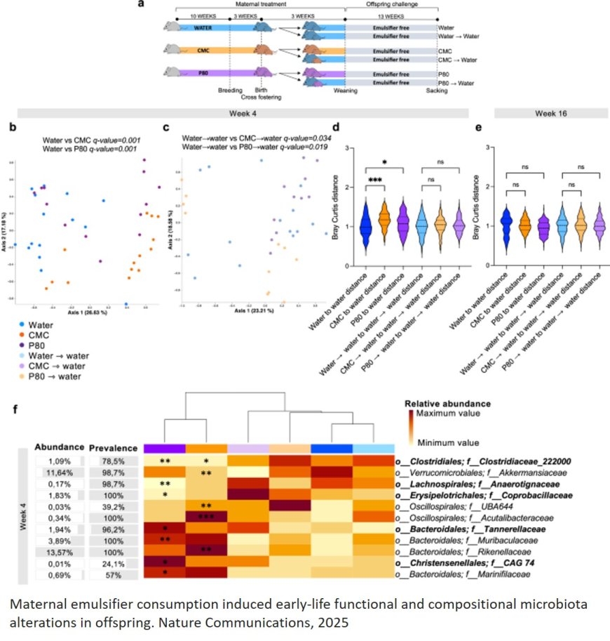 Inflammatory diseases in the offspring from mothers food additive consumption during pregnancy