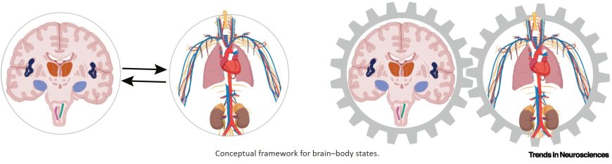 Brain–body states as a link between cardiovascular and mental health