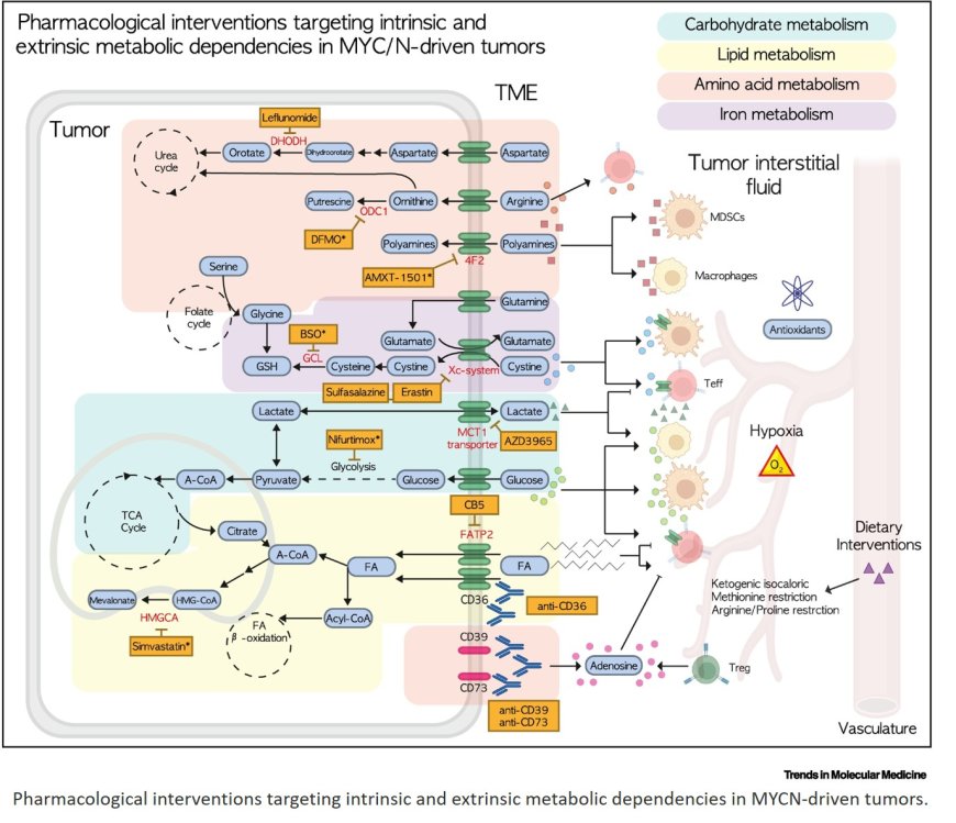 Deciphering the MYCN-driven metabolic microenvironment of neuroblastoma
