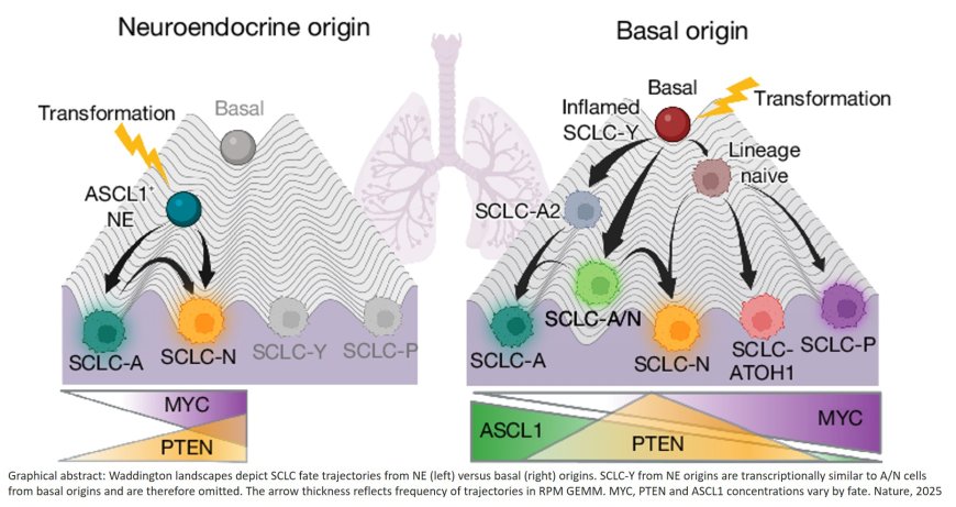 Basal stem-like cells identified as origin of small cell lung cancer