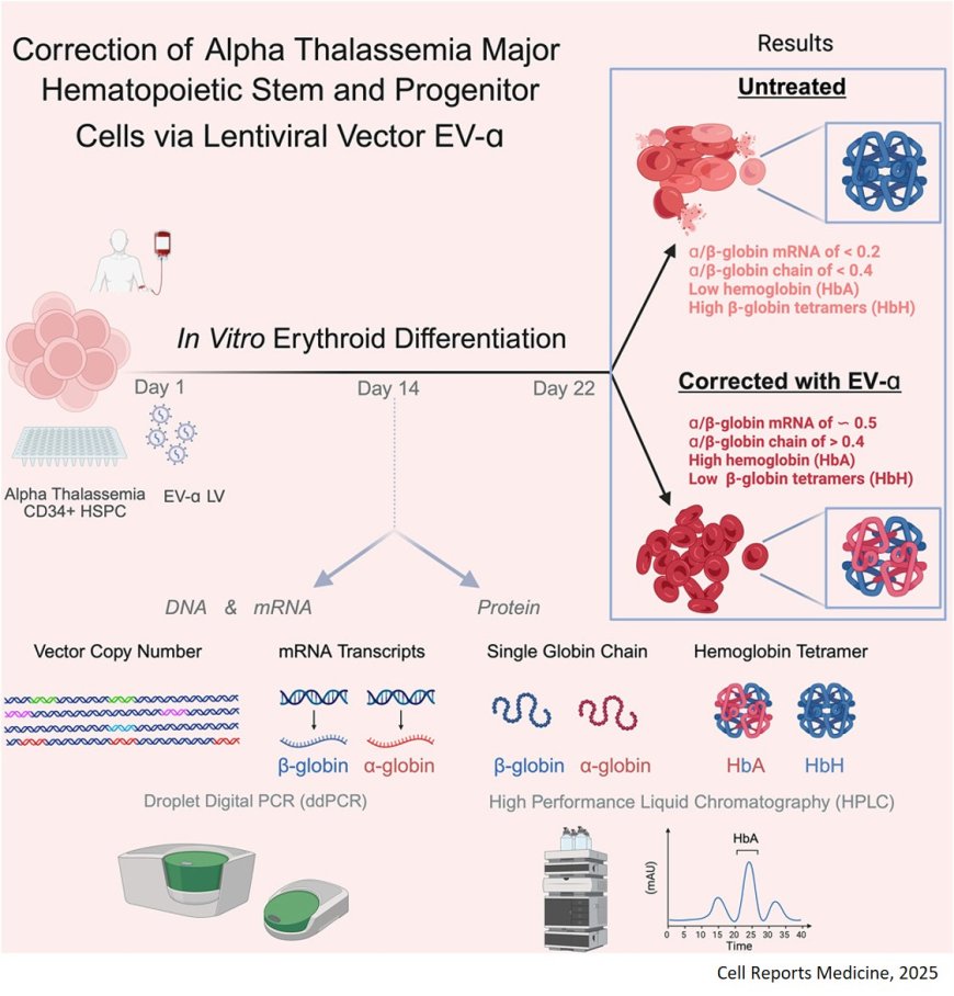 Lentiviral vectors for hematopoietic stem cell gene therapy restore α-globin expression in α-thalassemia red blood cells