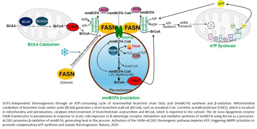 Peroxisomal metabolism of branched fatty acids regulates energy homeostasis