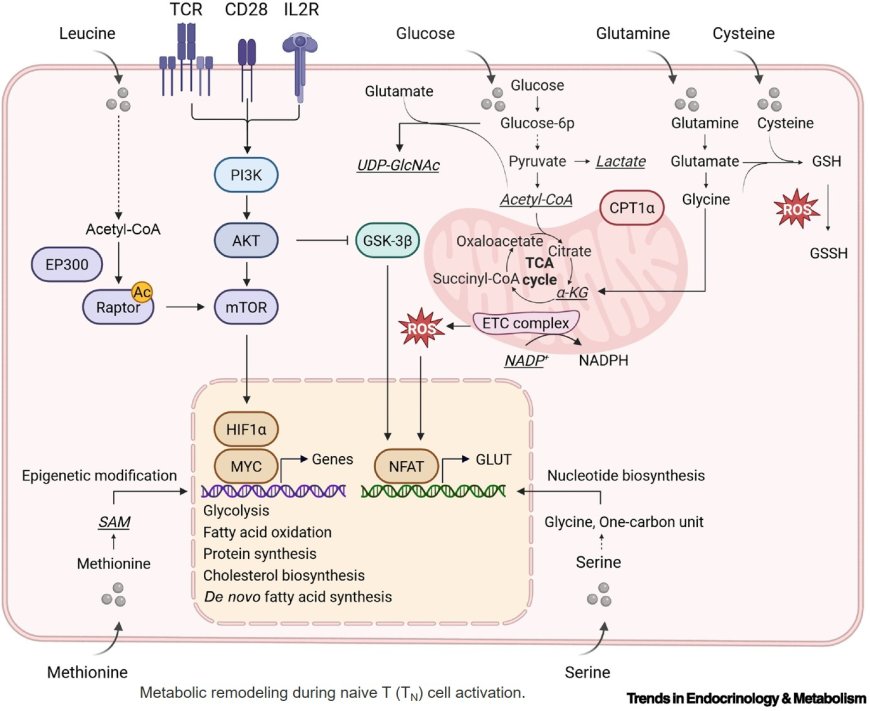 CD8+ T cell stressors converge on shared metabolic–epigenetic networks