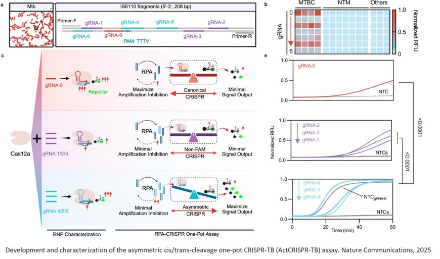 Sensitive pathogen DNA detection by a  multi-guide RNA Cas12a assay favoring trans- versus cis-cleavage