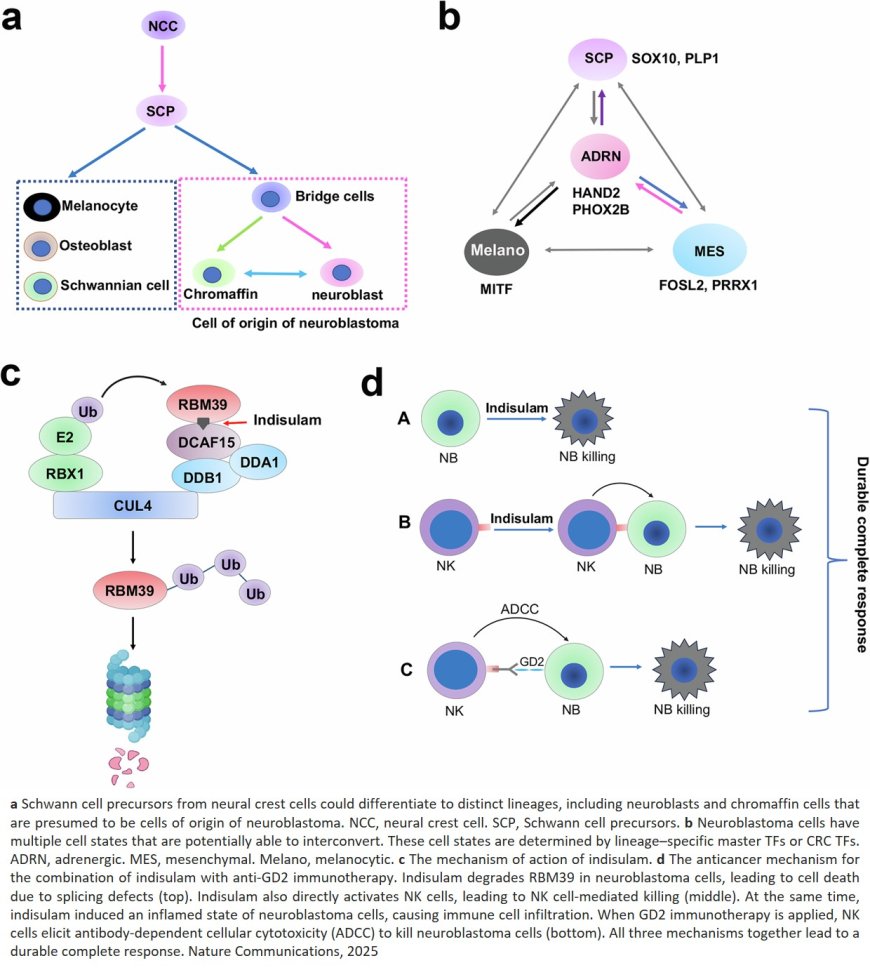 RBM39 degrader invigorates innate immunity to eradicate neuroblastoma despite cancer cell plasticity