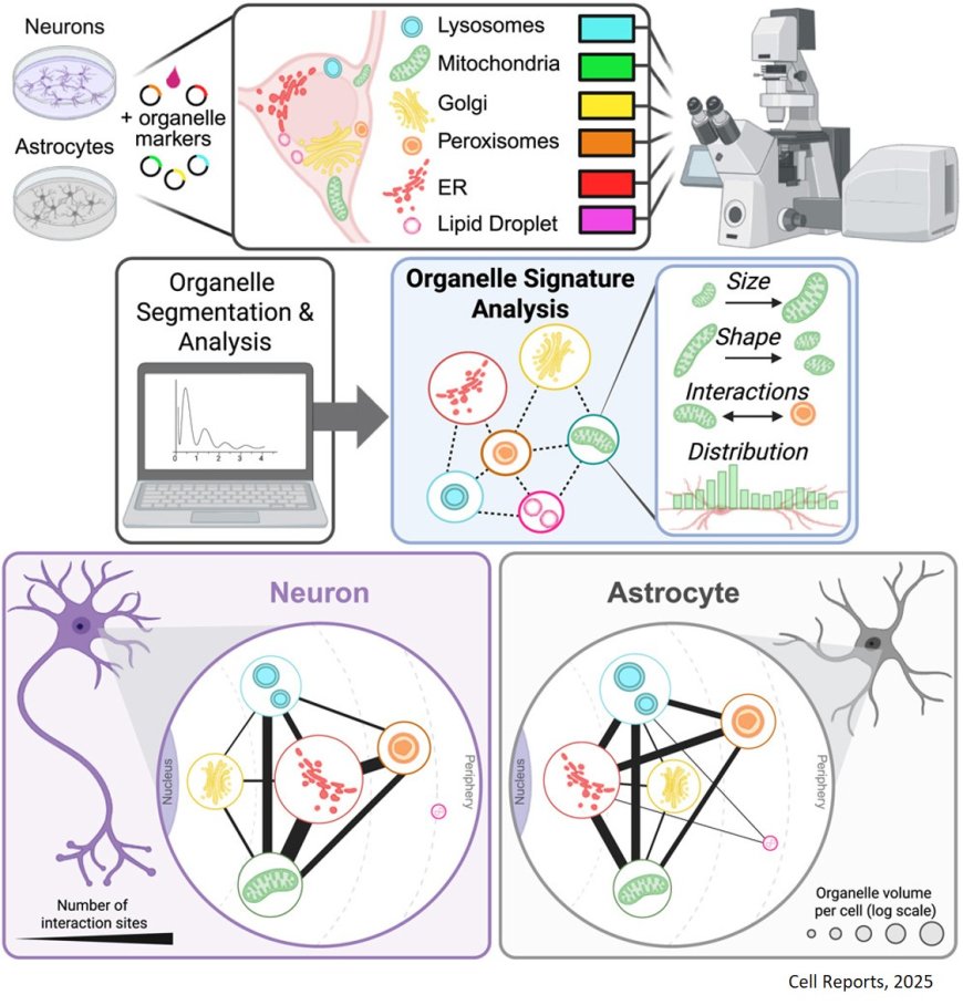 Neurons and astrocytes have distinct organelle signatures and responses to stress