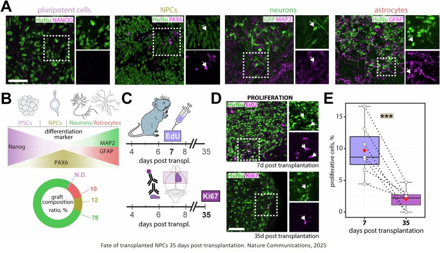 Neural xenografts contribute to long-term recovery in stroke via molecular graft-host crosstalk