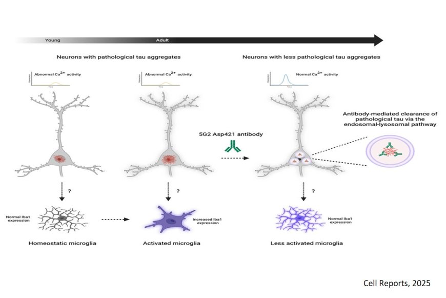 Clearing truncated tau protein restores neuronal function and prevents microglia activation in tauopathy mice