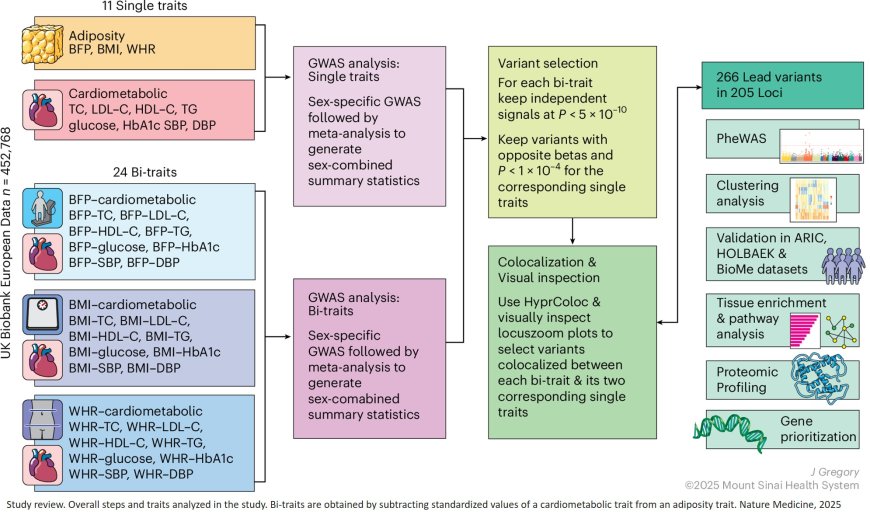 Genetic subtyping of obesity reveals biological insights into the uncoupling of adiposity from its cardiometabolic comorbidities