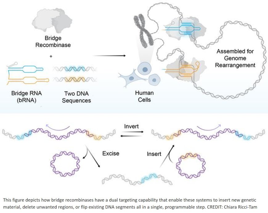 Human genome rearrangement with programmable bridge recombinases