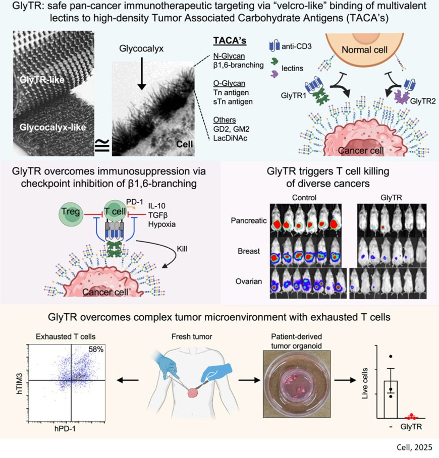 Safe immunosuppression-resistant pan-cancer  immunotherapeutics by velcro-like density- dependent targeting of tumor-associated  carbohydrate antigens